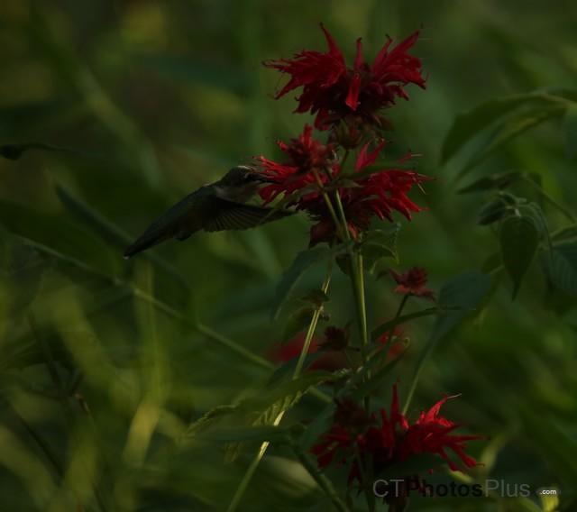 Female Ruby-throated Hummingbird IMG 9999 170c