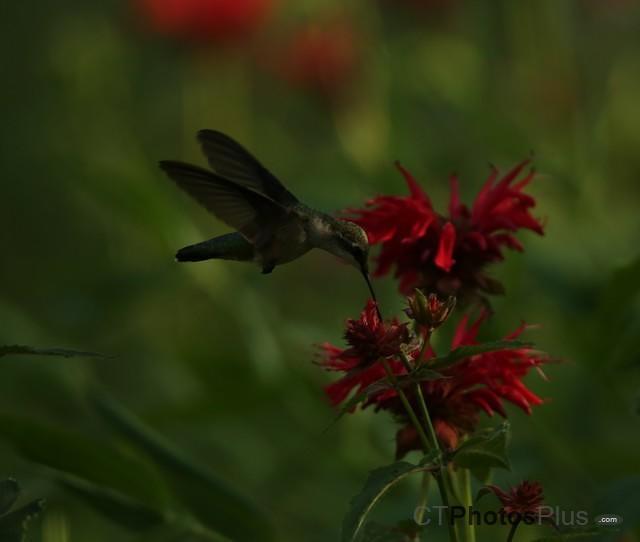 Female Ruby-throated Hummingbird IMG 9999 180c