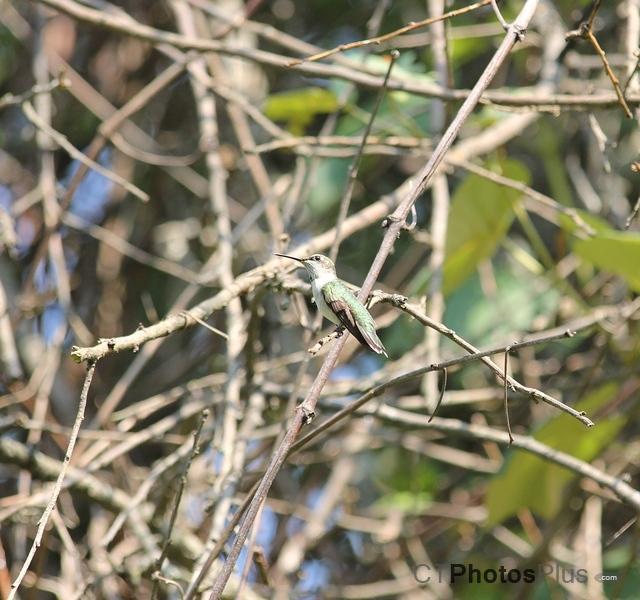 Perching Hummingbird IMG 6974
