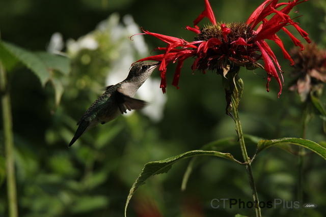 Ruby Throated Hummingbird (female) IMG 1684
