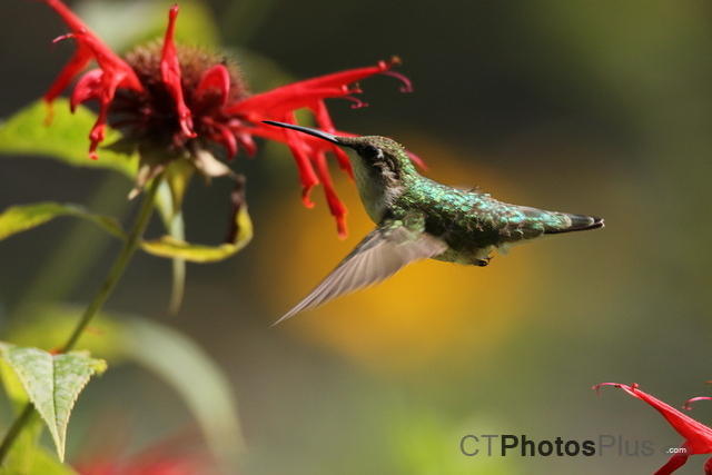 Ruby Throated Hummingbird (female) IMG 1787