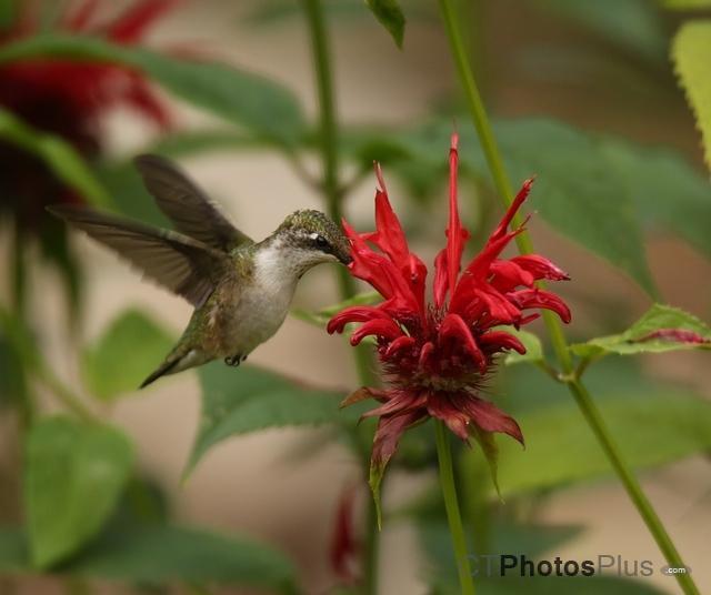 Ruby Throated Hummingbird (female) U82A3086c