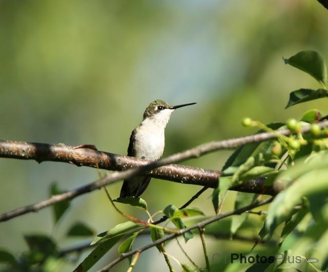 Ruby Throated Hummingbird perched (female) IMG 9999 133c