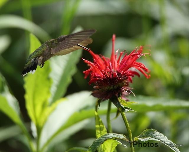 Ruby-Throated Hummingbird U82A3360c