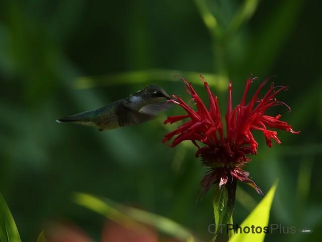 Ruby-Throated Hummingbird femaleIMG 9999 435c