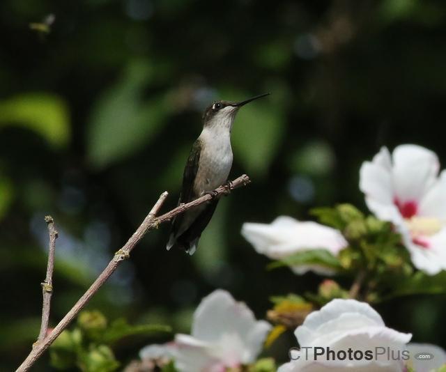 Ruby-Throated Hummingbird on Rose of Sharon IMG 6923c