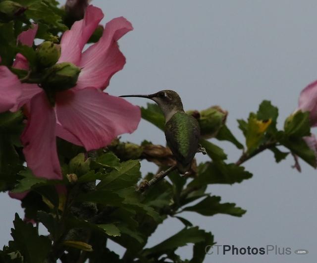 Ruby-Throated Hummingbird on Rose of Sharon IMG 6935c