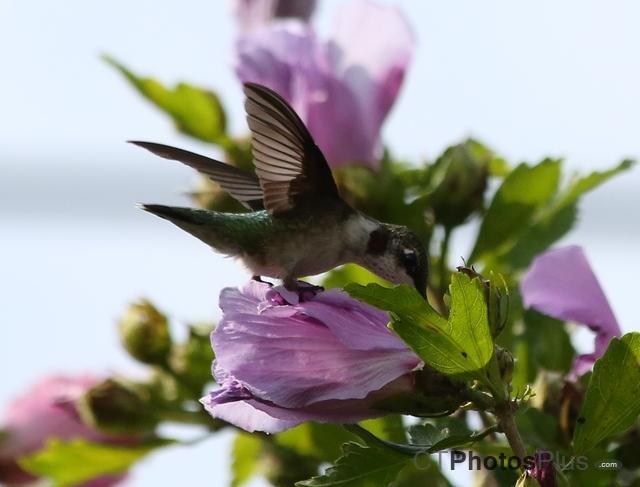 Ruby-Throated Hummingbird on Rose of SharonIMG 6914c