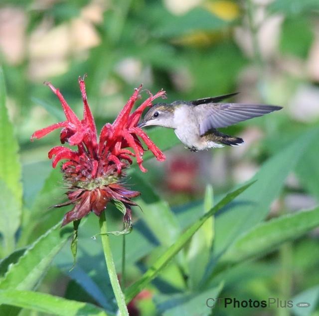 Ruby-throated Hummingbird (female) U82A3097c
