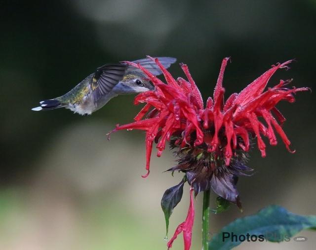 Ruby-throated Hummingbird (female) U82A3113c