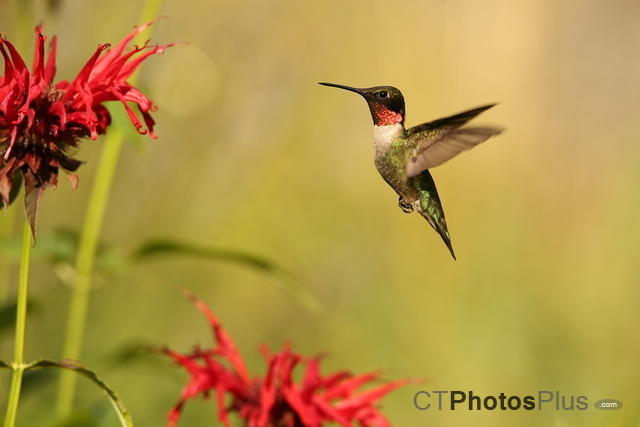 Ruby-throated Hummingbird (male) IMG 9999 138