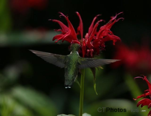Ruby-throated Hummingbird IMG 9999 104c