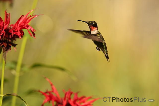 Ruby-throated Hummingbird IMG 9999 139