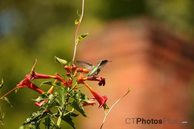 Ruby-throated Hummingbird IMG 9999 148
