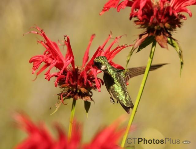 Ruby-throated Hummingbird IMG 9999 149c