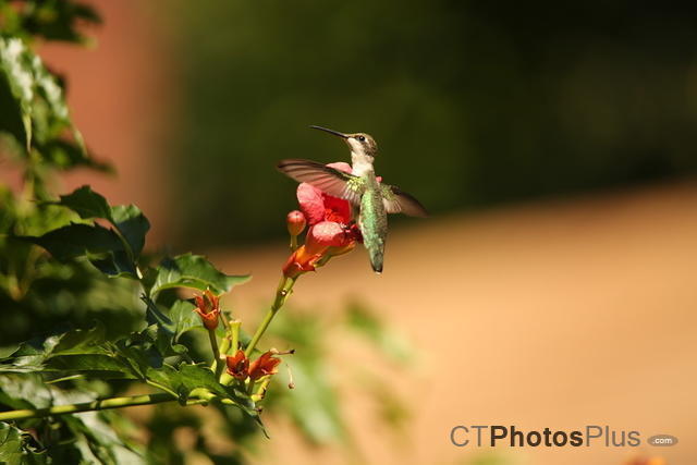 Ruby-throated Hummingbird IMG 9999 150 (2)