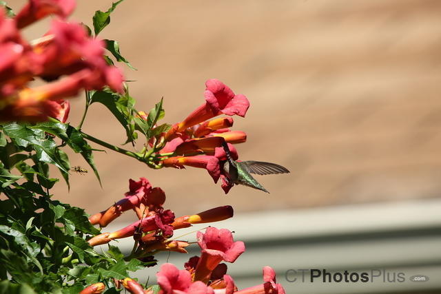 Ruby-throated Hummingbird IMG 9999 205