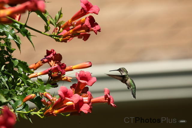 Ruby-throated Hummingbird IMG 9999 210