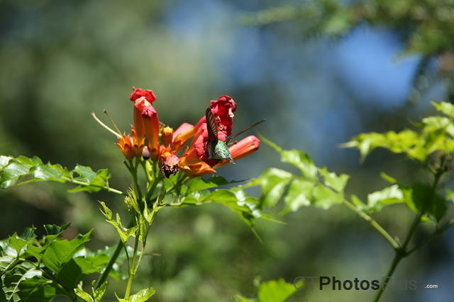 Ruby-throated Hummingbird IMG 9999 223
