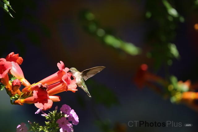 Ruby-throated Hummingbird IMG 9999 266