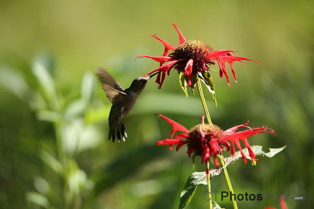 Ruby-throated Hummingbird IMG 9999 71