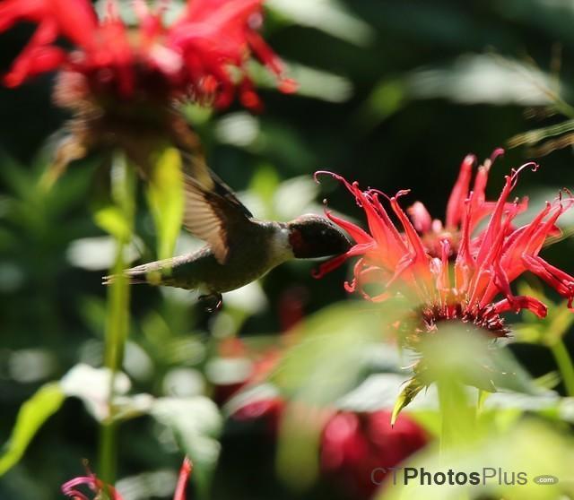 Ruby-throated Hummingbird IMG 9999 92c