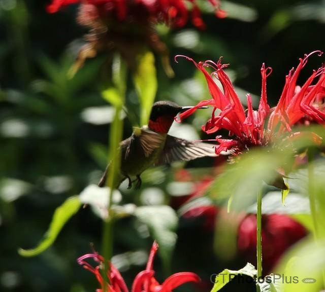 Ruby-throated Hummingbird IMG 9999 93c