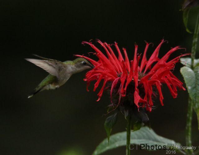 Ruby-throated Hummingbird U82A3264c