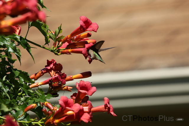Ruby-throated Hummingbird in a Trumpet Flower IMG 9999 203