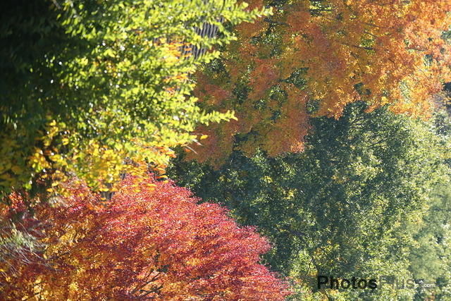 Fall colors U82A5871