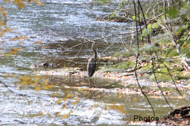 Great Blue Heron on the Hockanum Manchester 026