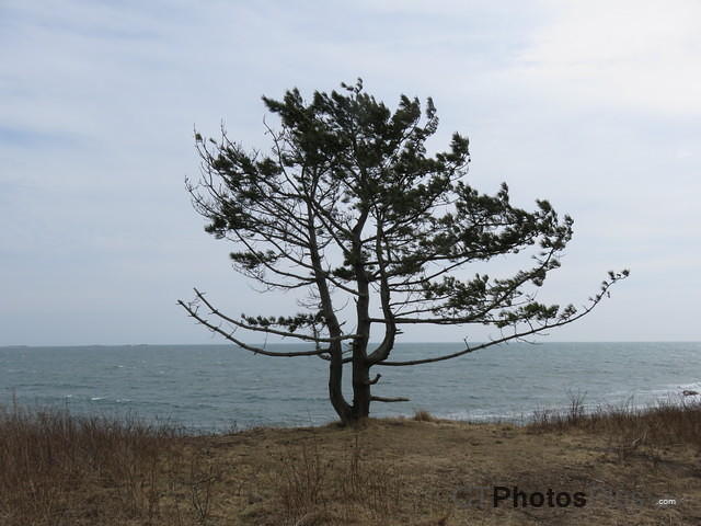 Beach tree at Sachuest IMG 0606