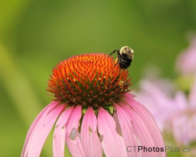 Bumble bee on Purple Cone Flower IMG 1050c