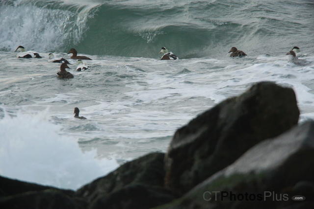 Common Eider in the surf U82A8352