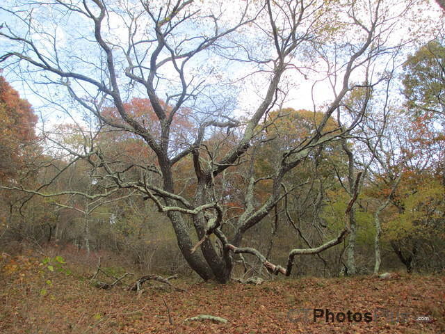 Beautiful leaveless Tree in the Fall  IMG 0818