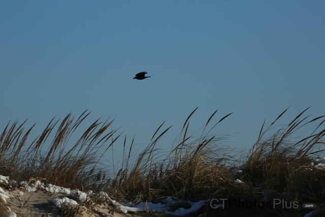Crow flying over Moonstone IMG 9999 96