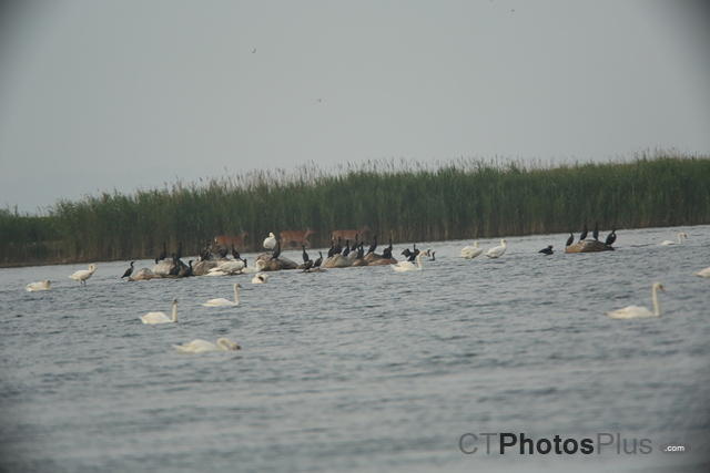 Deers, Cormorants and Mute Swans U82A2386