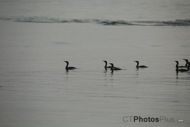Double-crested Cormorants IMG 9999 119