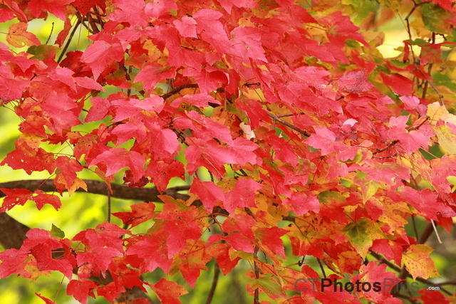 Fall Leaves IMG 2366