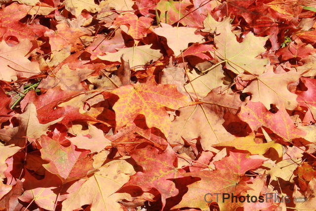 Fall Leaves October 2014 IMG 2380