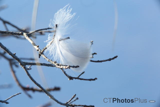 Feather caught in tree U82A9675