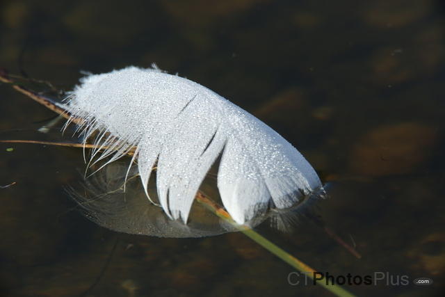 Feather reflected U82A6750