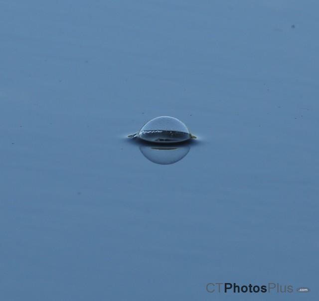 Floating bubble on the pond IMG 9999 126c