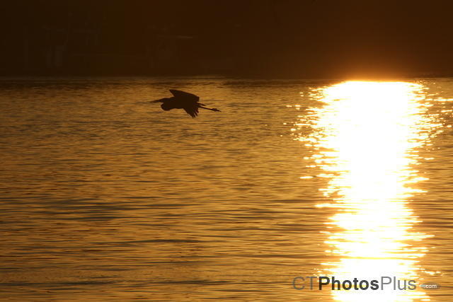 Heron in flight in the sun IMG 9999 98