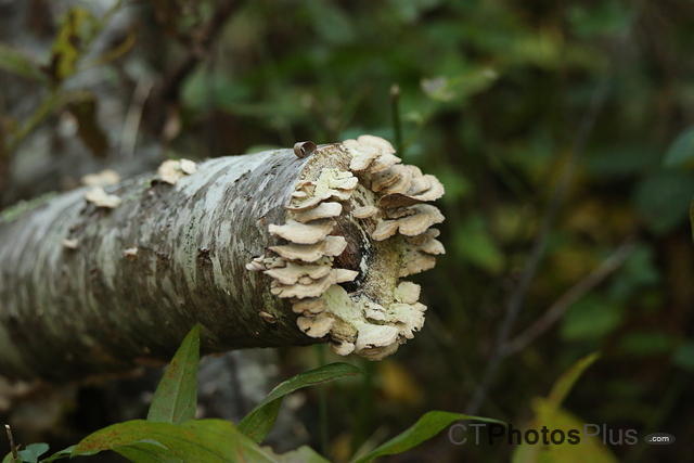 Mushroom (Tinder Polypore) on a log IMG 8610