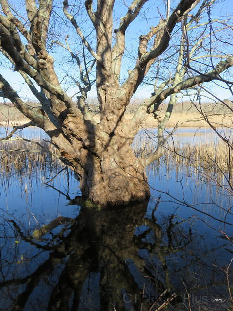 Reflected Tree at Trustom IMG 0678