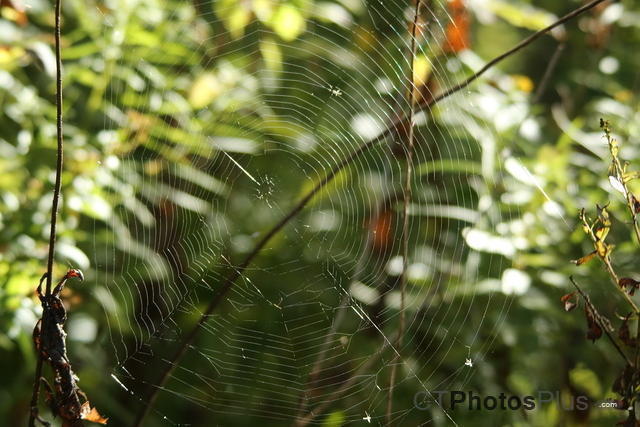 Spider web U82A6747
