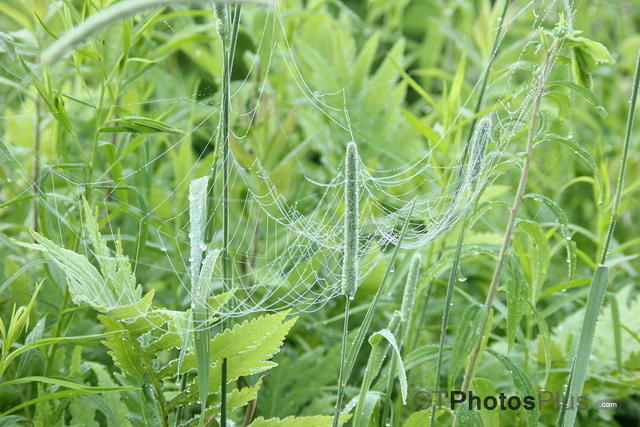 Spiderweb Hammock IMG 4886