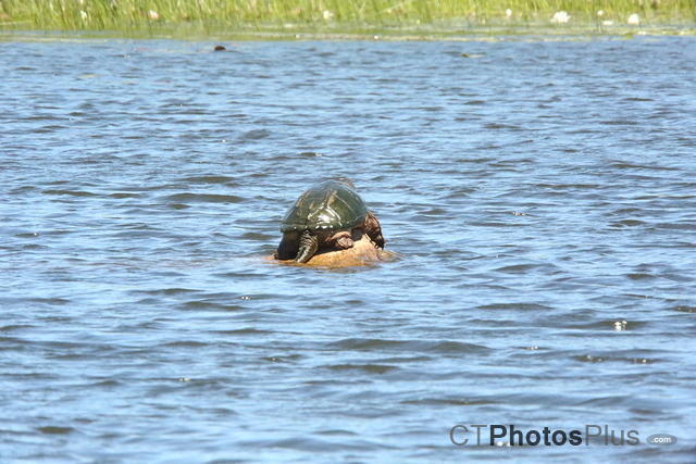 Sunning Snapping Turtle 1531