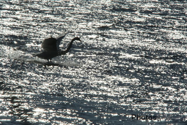 Swan landing in the sun U82A9877